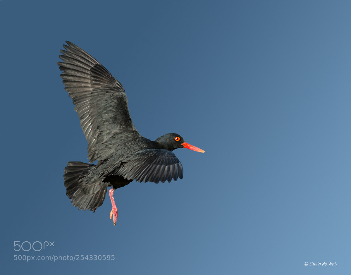 Nikon D3S sample photo. On the wing photography