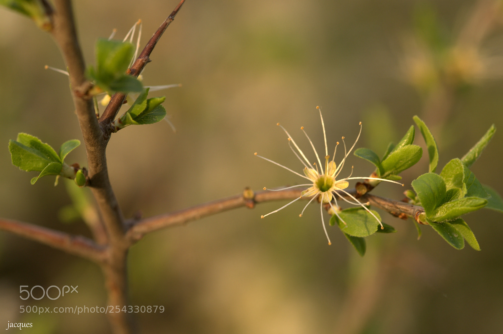 Nikon D300 sample photo. Flower photography