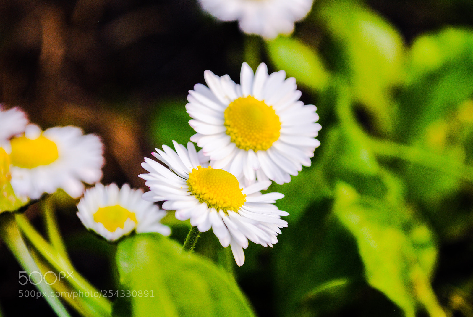 Nikon D3000 sample photo. Untitled photography