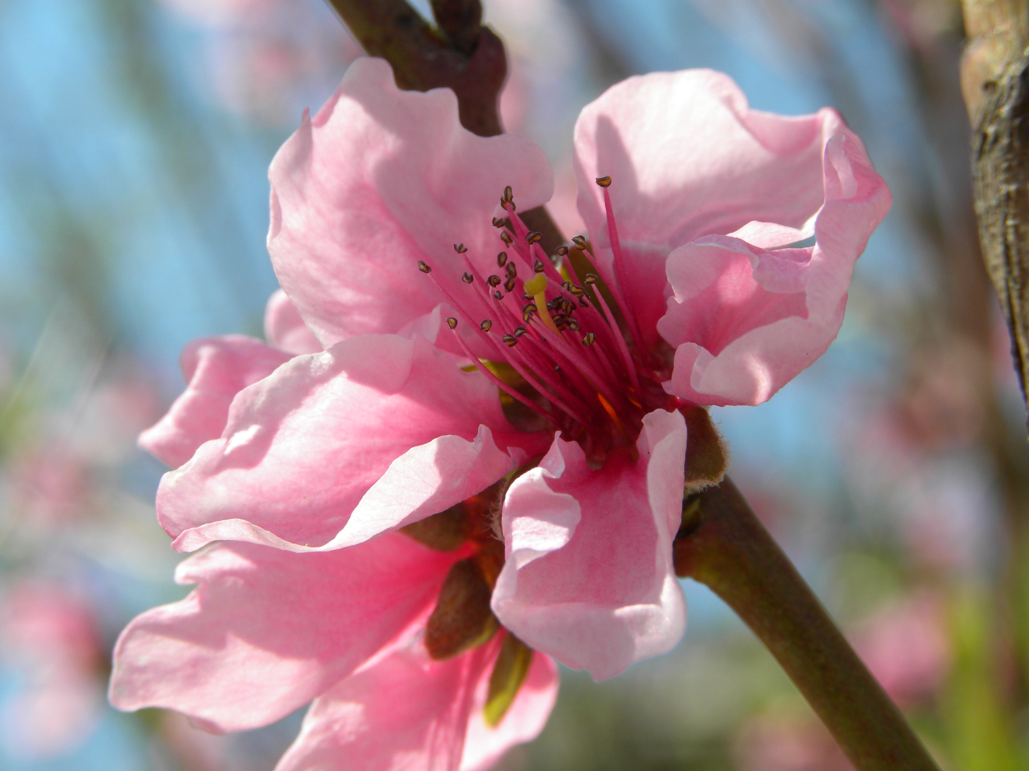 Nikon Coolpix P90 sample photo. Delicate pink photography