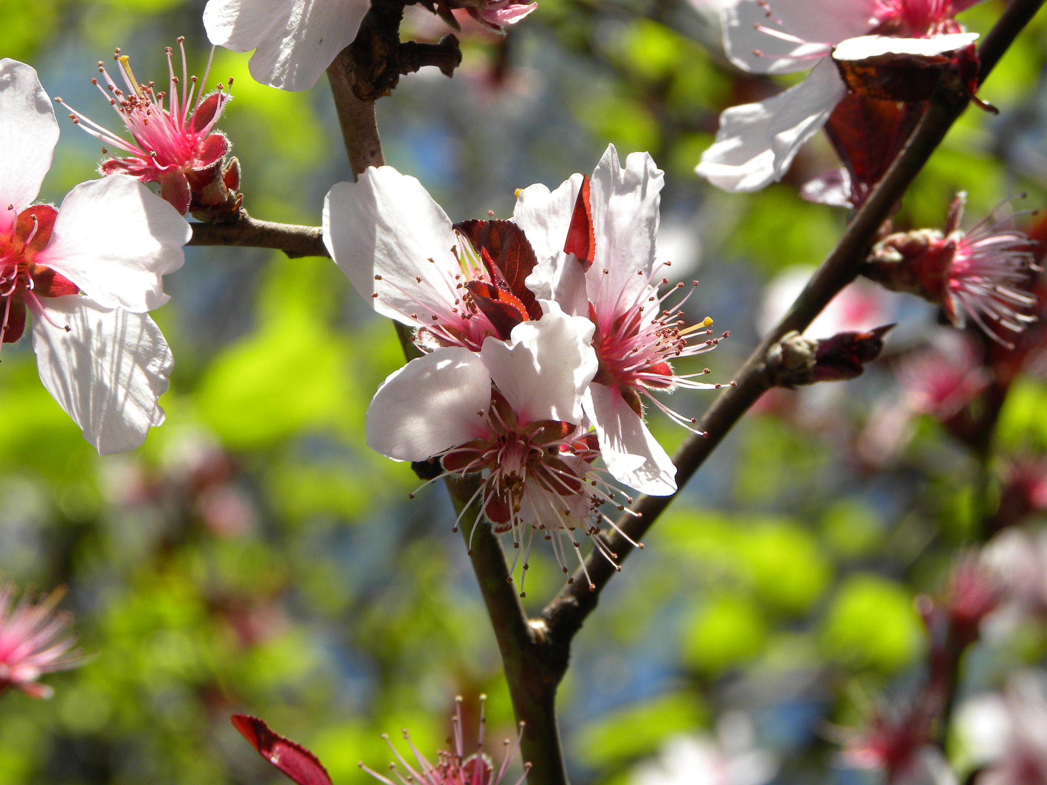 Nikon Coolpix P90 sample photo. Spring photography