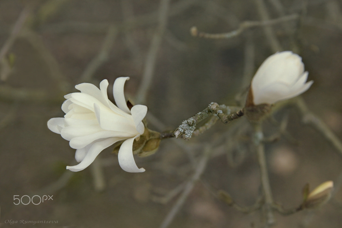 Canon EF 24-70mm F2.8L II USM sample photo. Magnolia. photography
