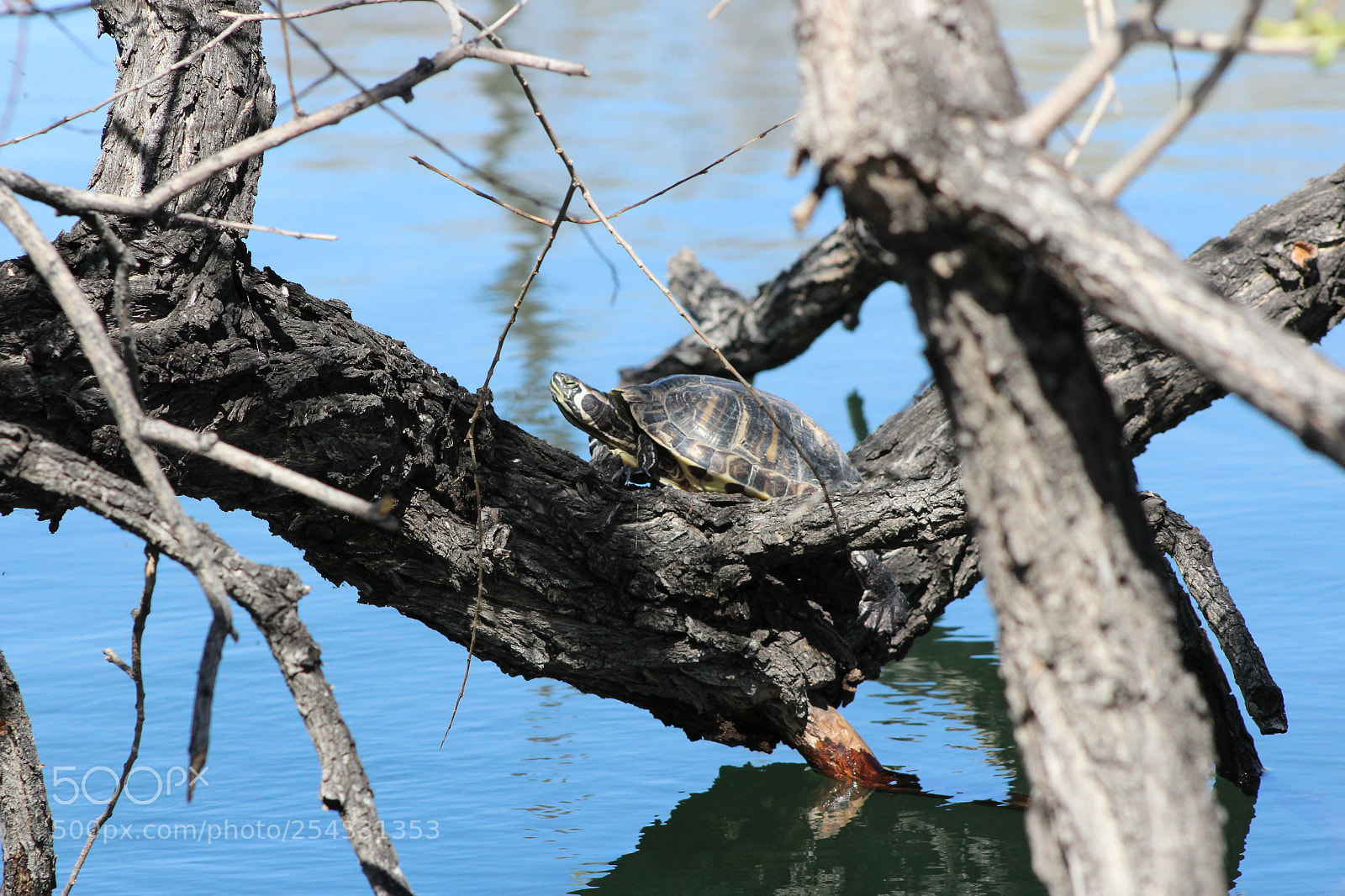 Canon EOS 1200D (EOS Rebel T5 / EOS Kiss X70 / EOS Hi) sample photo. Turtle in a tree photography