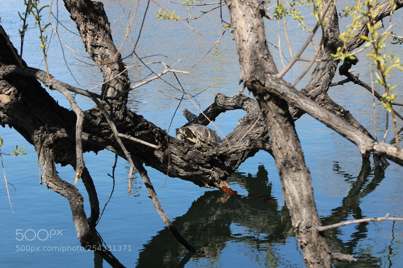Canon EF 75-300mm f/4-5.6 sample photo. Turtle in a tree photography
