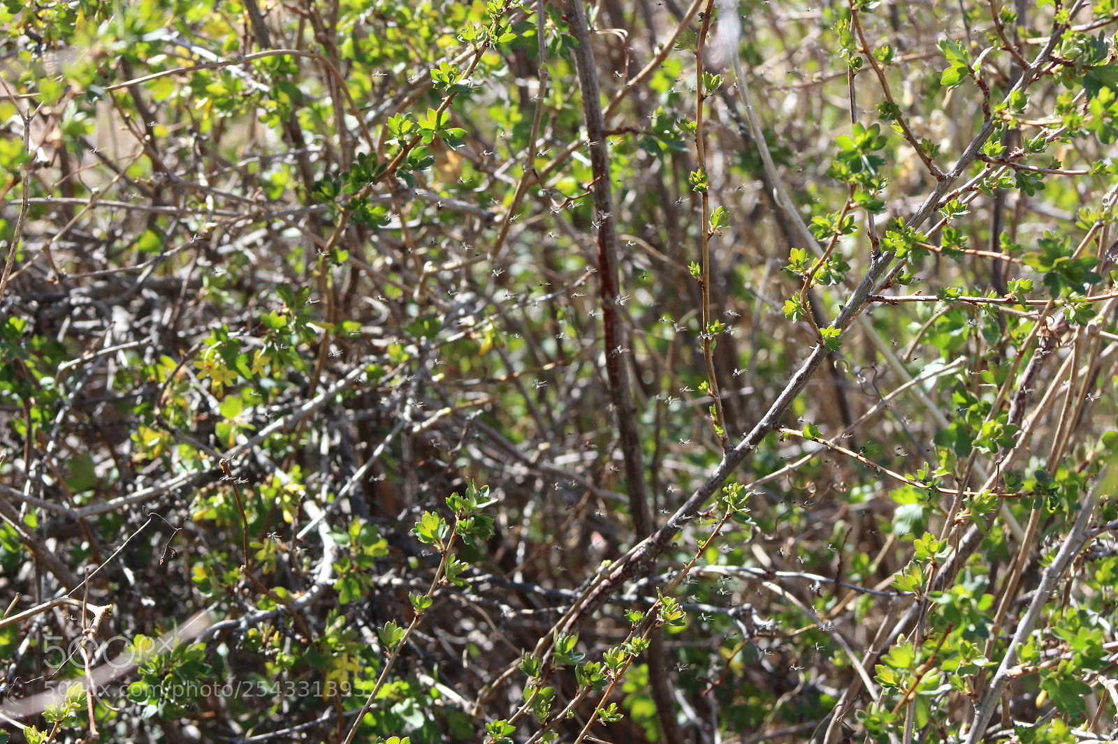 Canon EF 75-300mm f/4-5.6 sample photo. Gnats photography