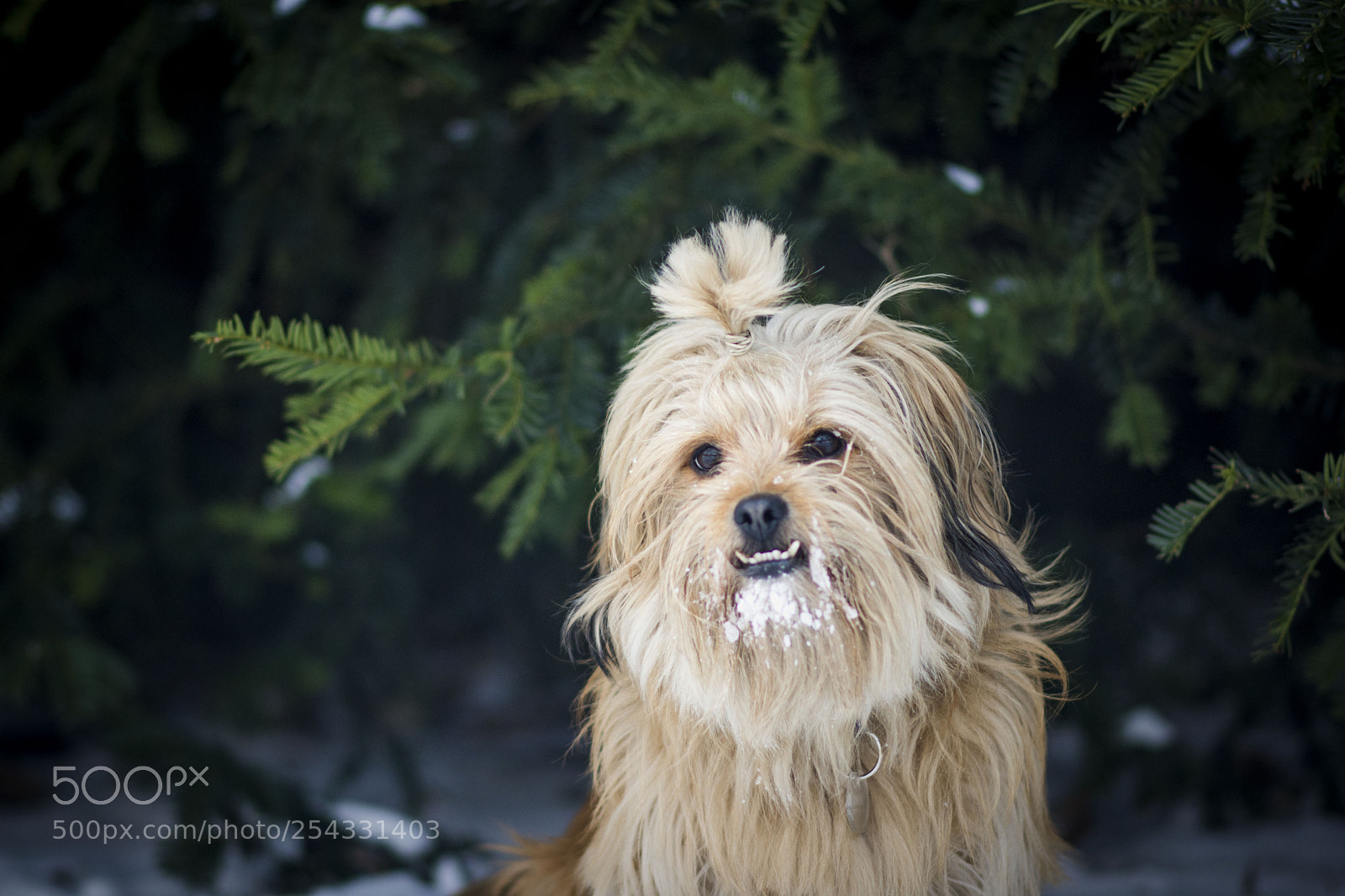 Nikon D7200 sample photo. Untitled photography