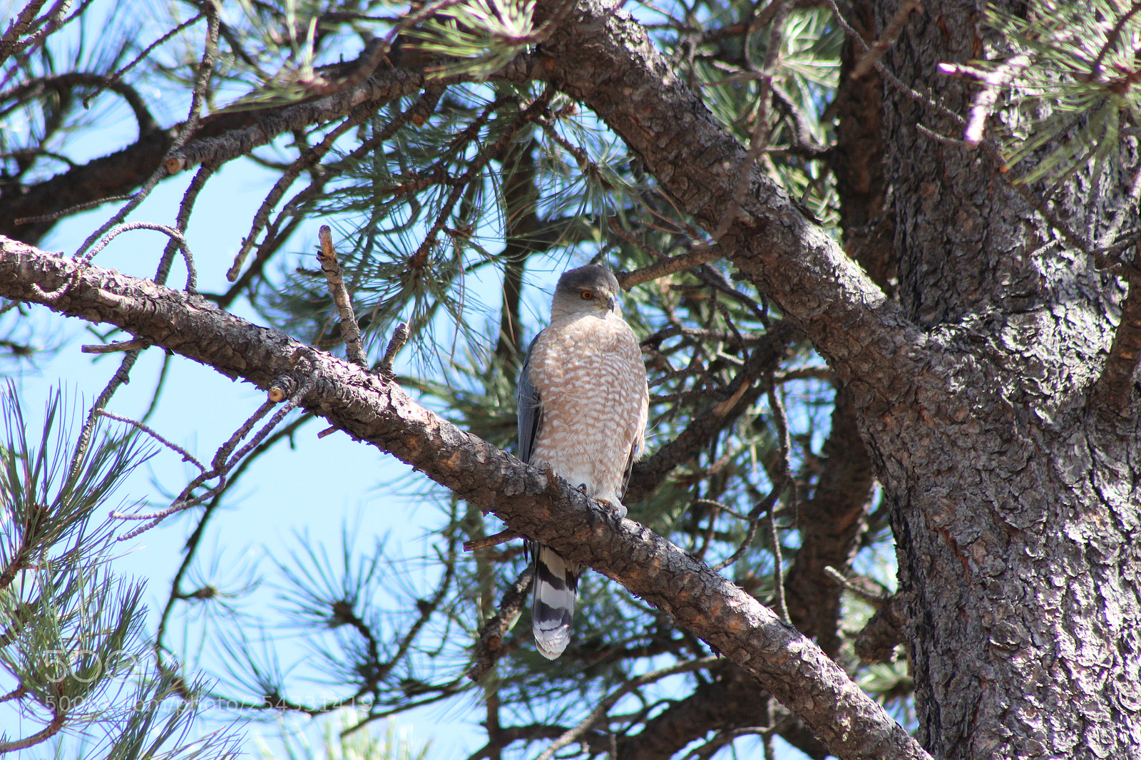 Canon EF 75-300mm f/4-5.6 sample photo. Coopers hawk photography