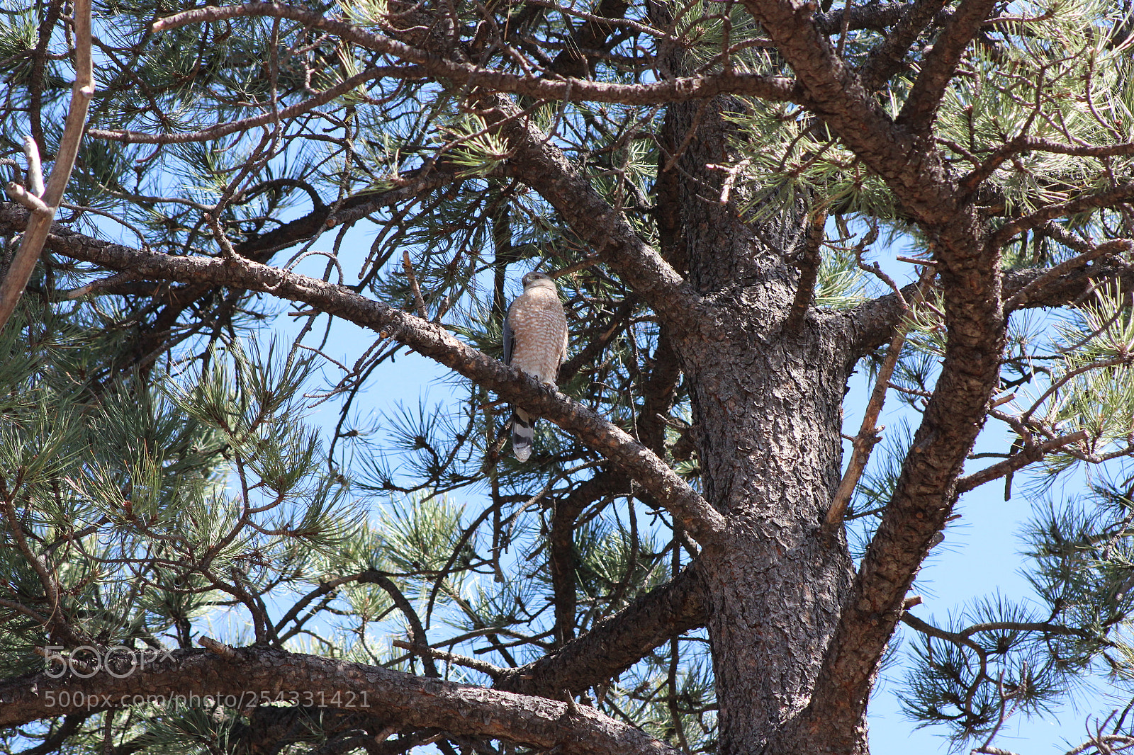 Canon EF 75-300mm f/4-5.6 sample photo. Coopers hawk photography