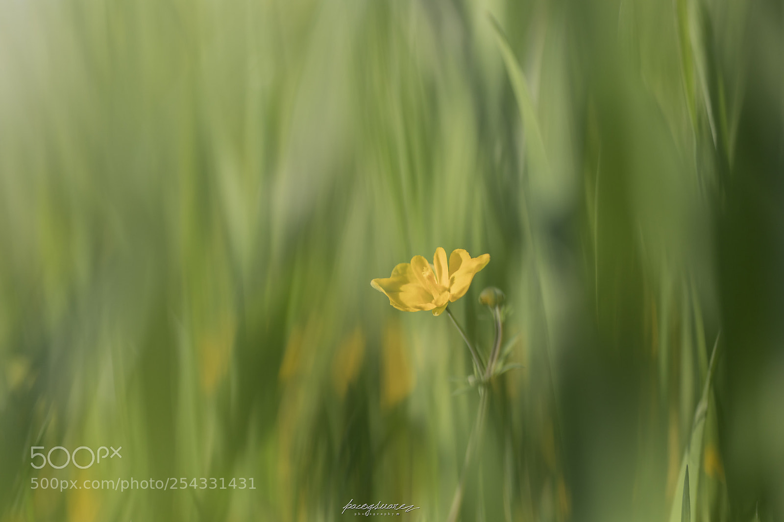 Canon EOS 5D Mark IV sample photo. Springtime photography