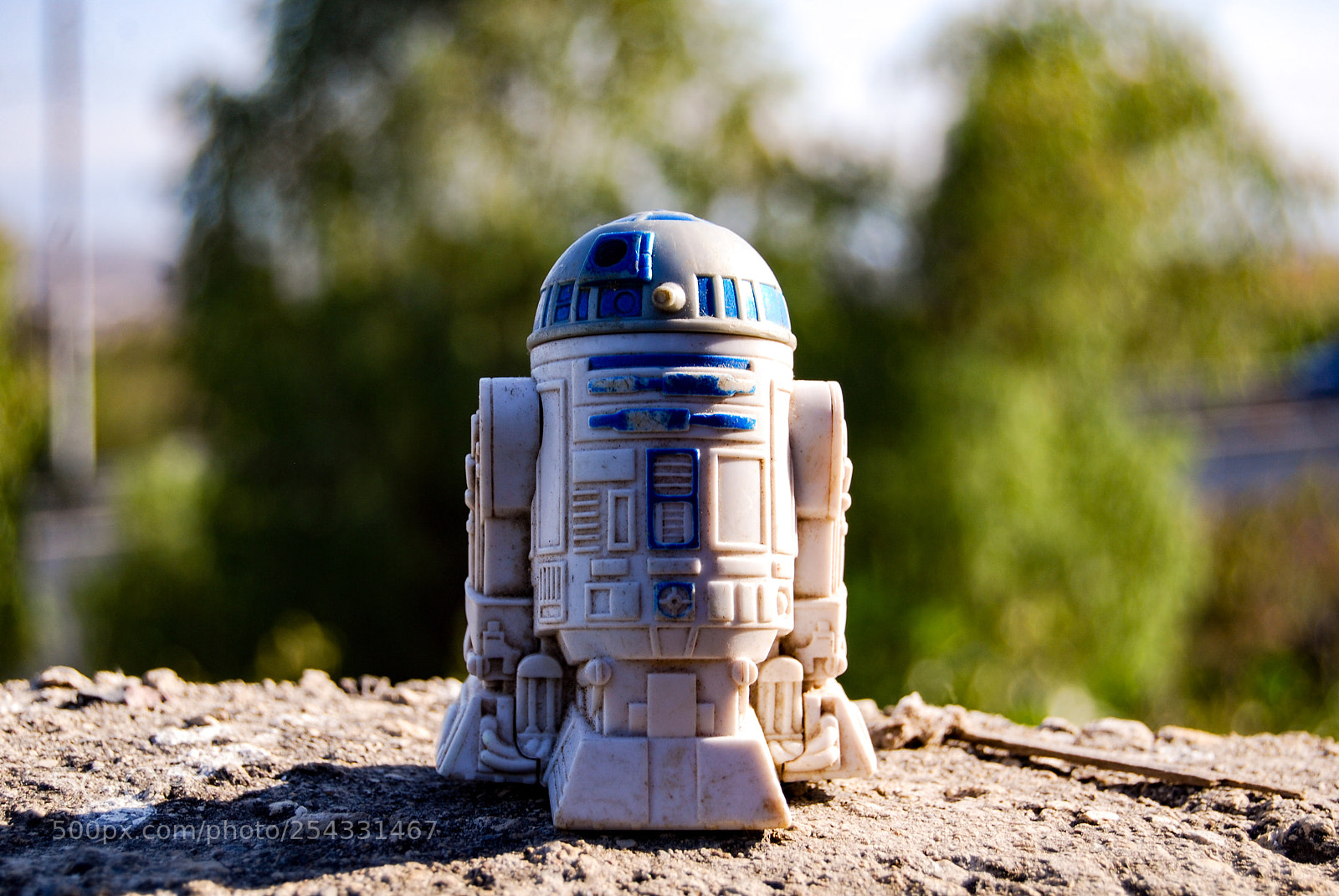 Nikon D40X sample photo. Pew photography