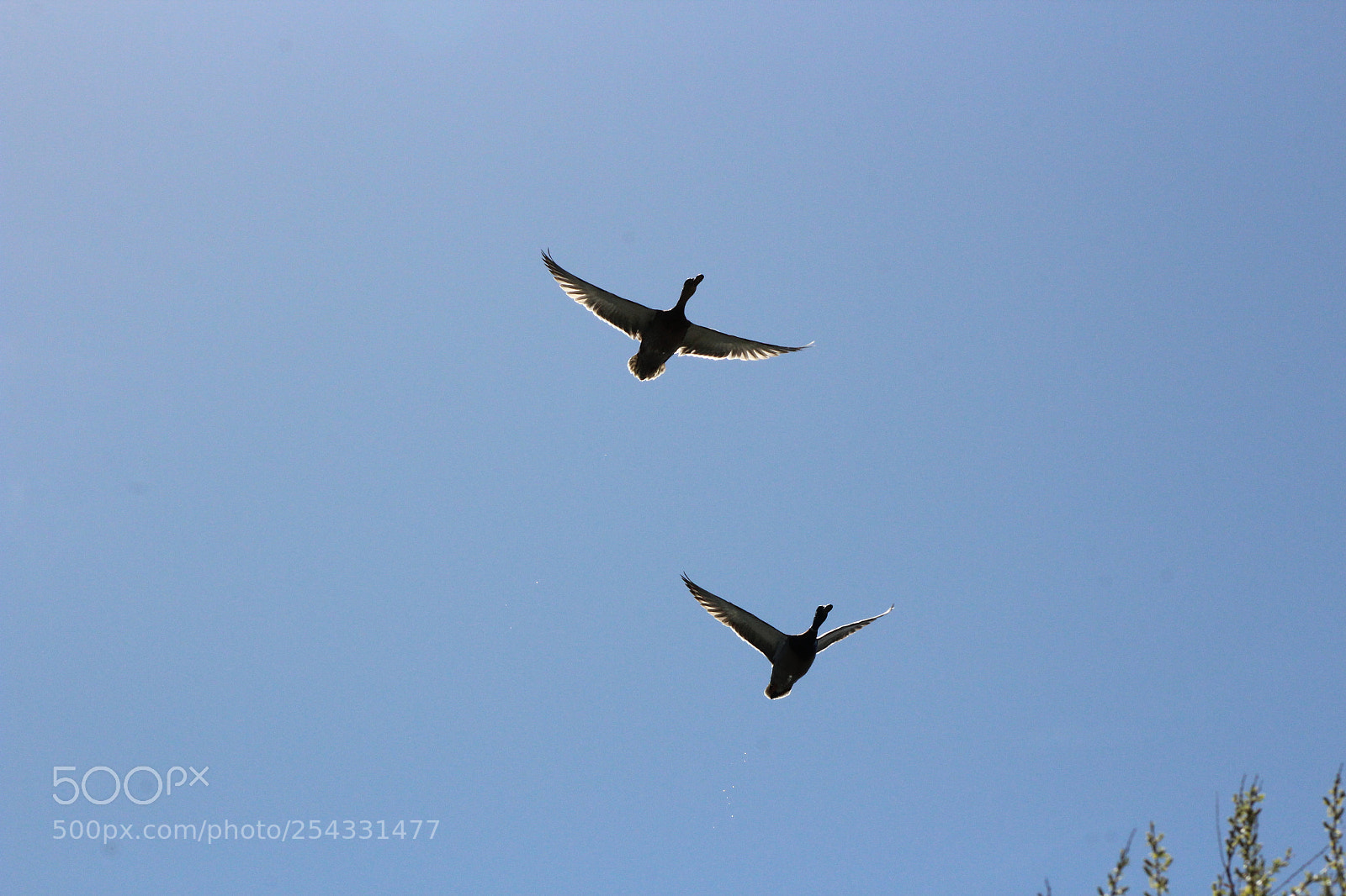 Canon EF 75-300mm f/4-5.6 sample photo. Birds in flight photography