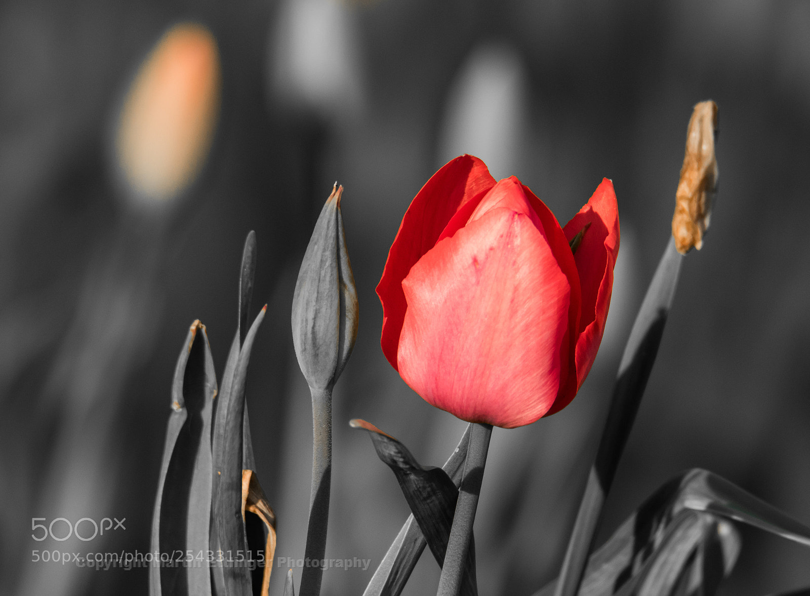 Canon EOS 7D Mark II sample photo. Tulip 17042018 photography