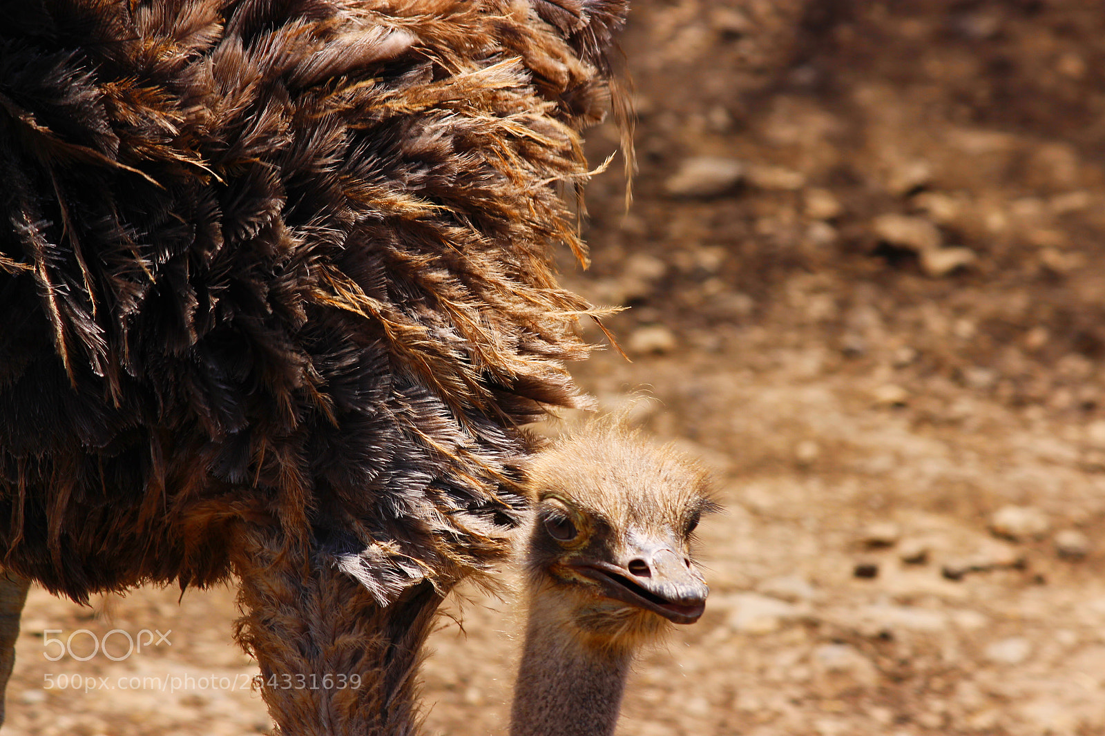 Canon EOS 700D (EOS Rebel T5i / EOS Kiss X7i) sample photo. Ostrich photography