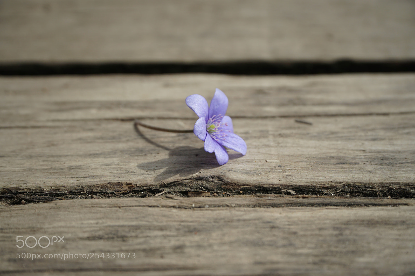 Sony a6000 sample photo. Spring photography