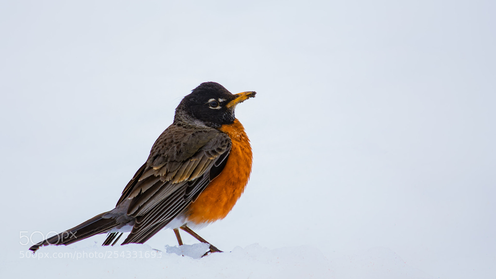 Nikon D7200 sample photo. The robin in winter photography