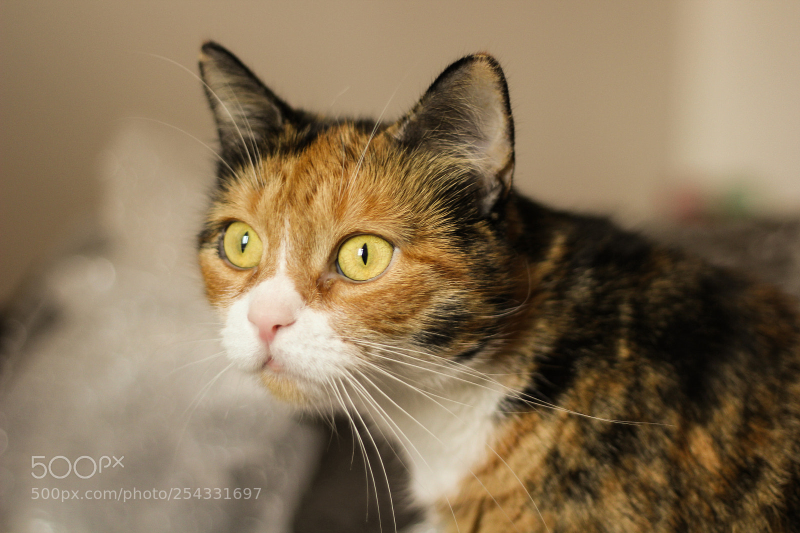 Canon EOS 60D sample photo. Pickle photography