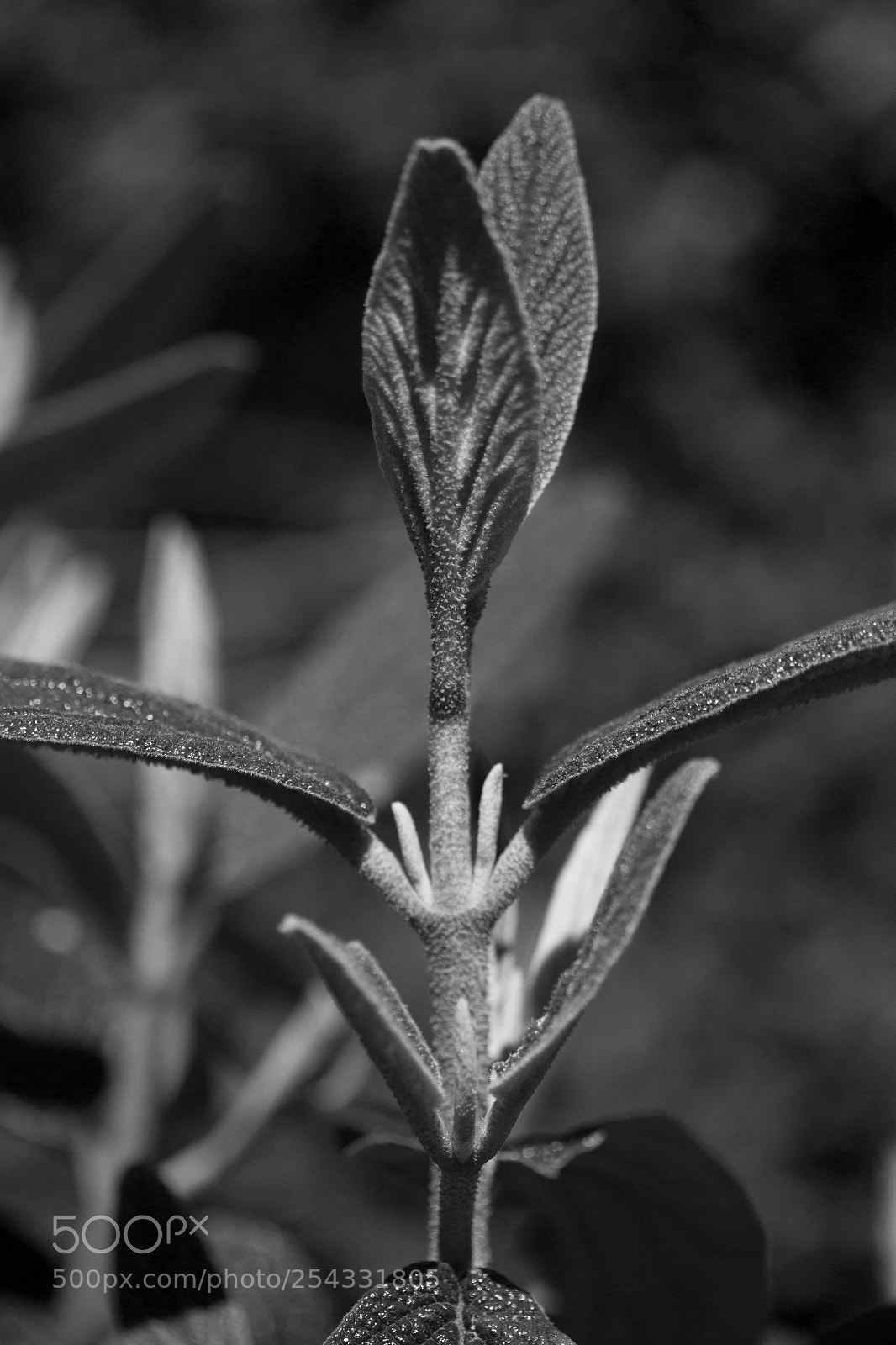 Canon EOS 700D (EOS Rebel T5i / EOS Kiss X7i) sample photo. Bladeren photography