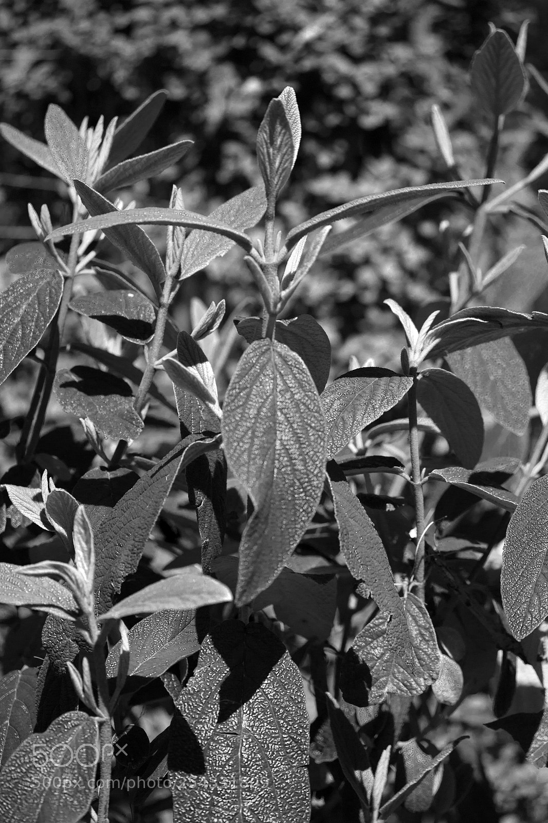 Canon EOS 700D (EOS Rebel T5i / EOS Kiss X7i) sample photo. Lentebladeren photography
