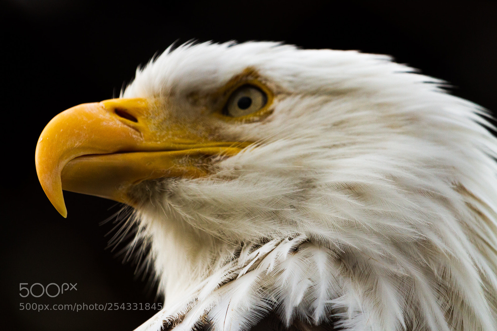 Canon EOS 7D sample photo. Bald eagle photography