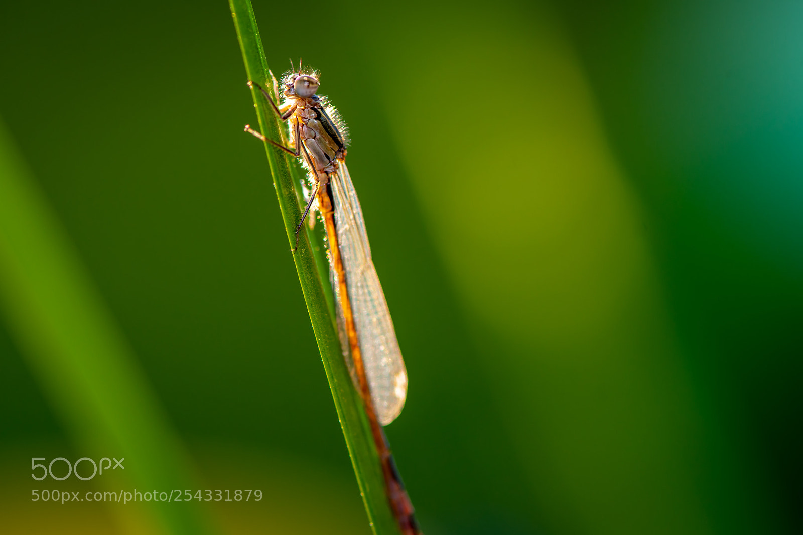 Nikon D500 sample photo. Dragonfly photography