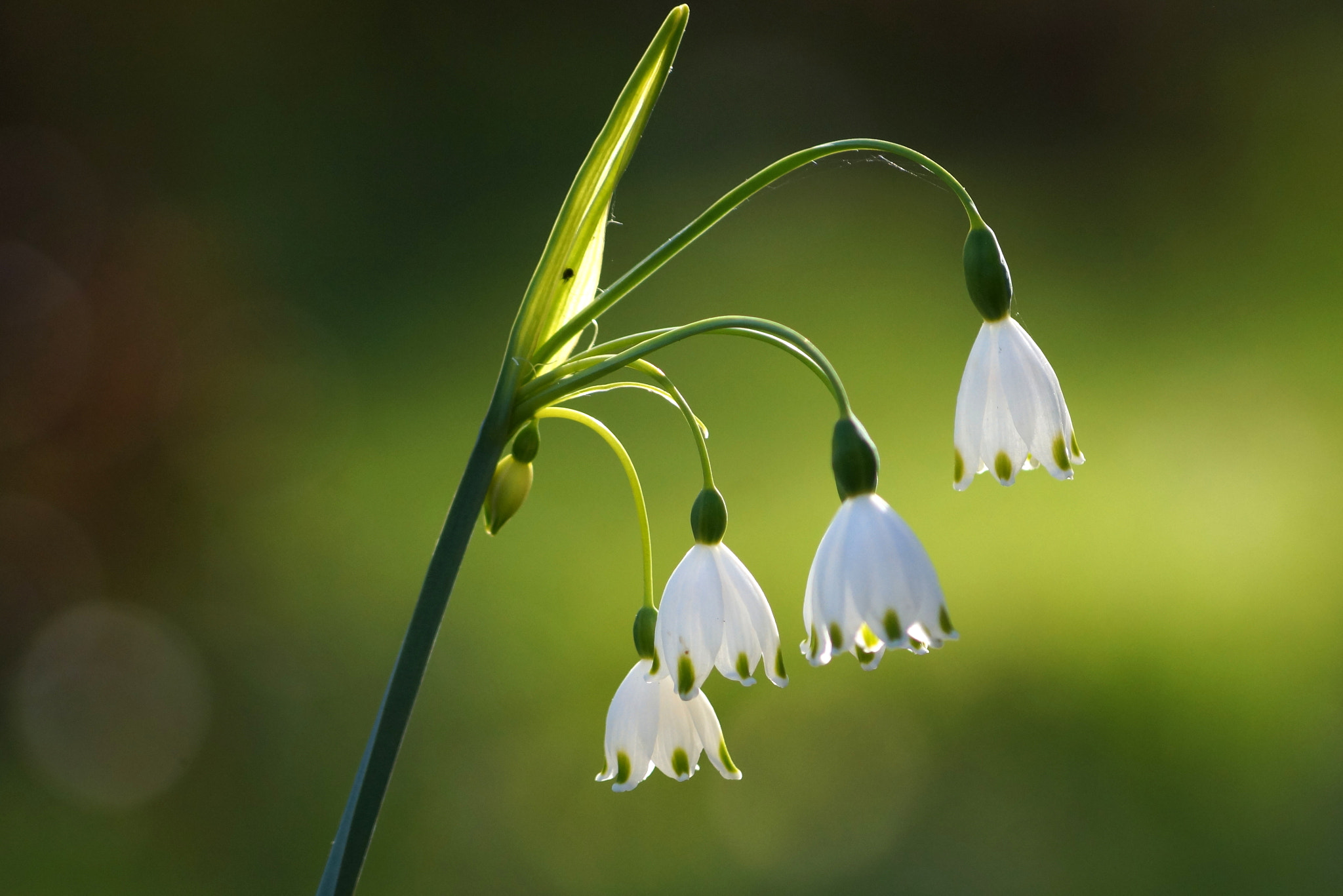 Sony DT 55-200mm F4-5.6 SAM sample photo. Leucojum aestivum - spring in warsaw photography