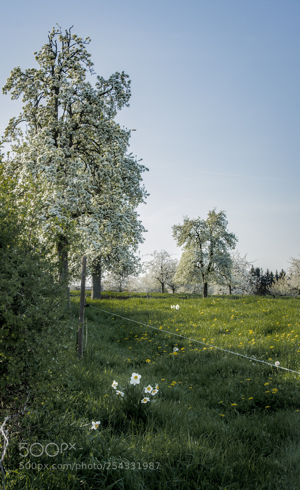 Nikon D5200 sample photo. Springtime in limburg photography