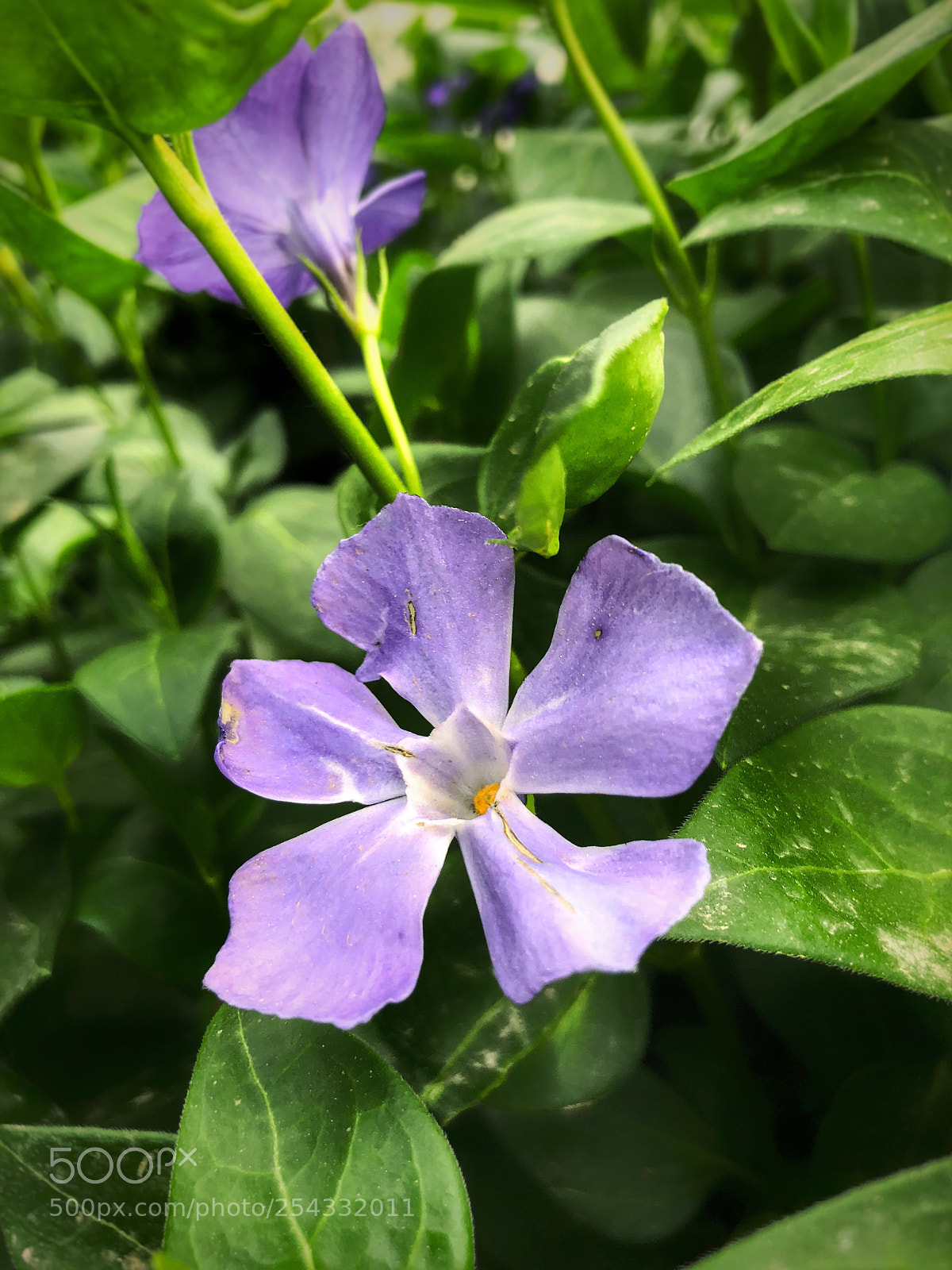Apple iPhone 8 sample photo. Blooming garden flowers  photography