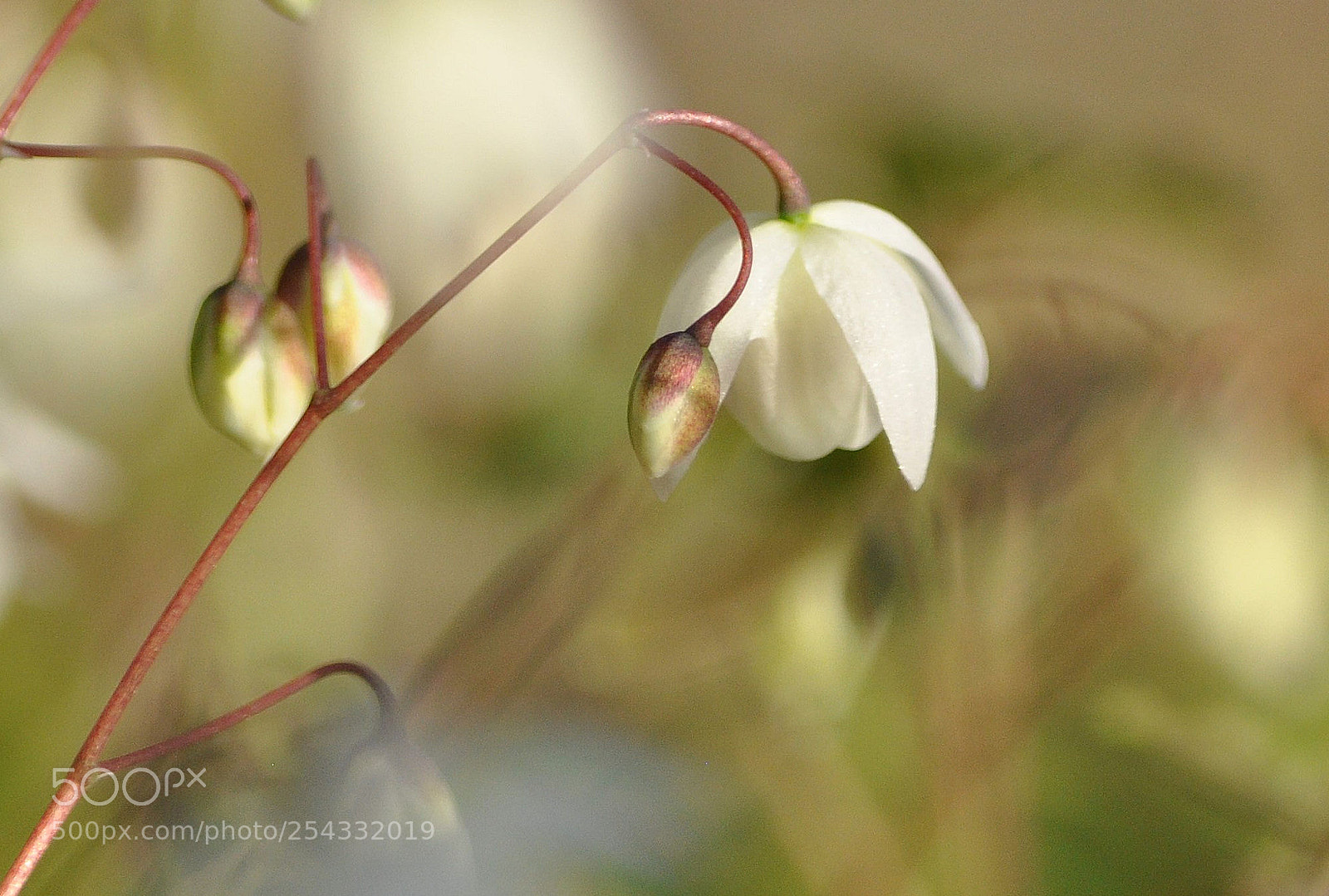 Nikon D90 sample photo. Epimedium photography