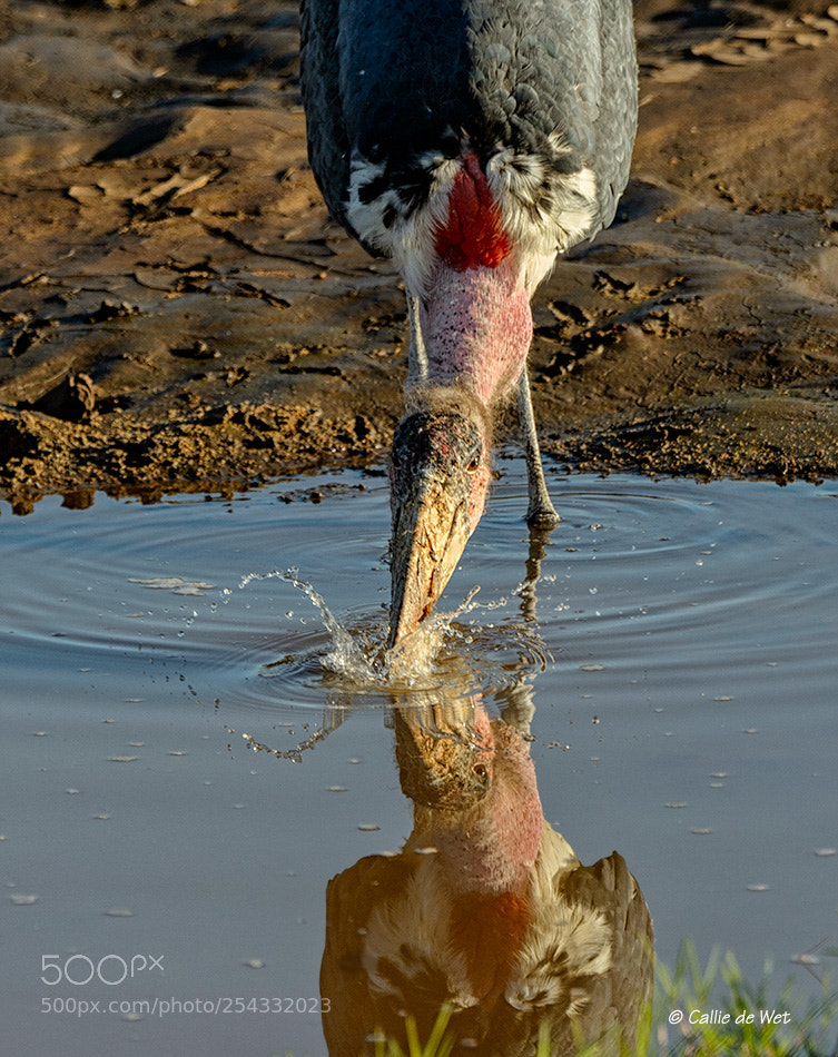 Nikon D4 sample photo. Morning drink photography