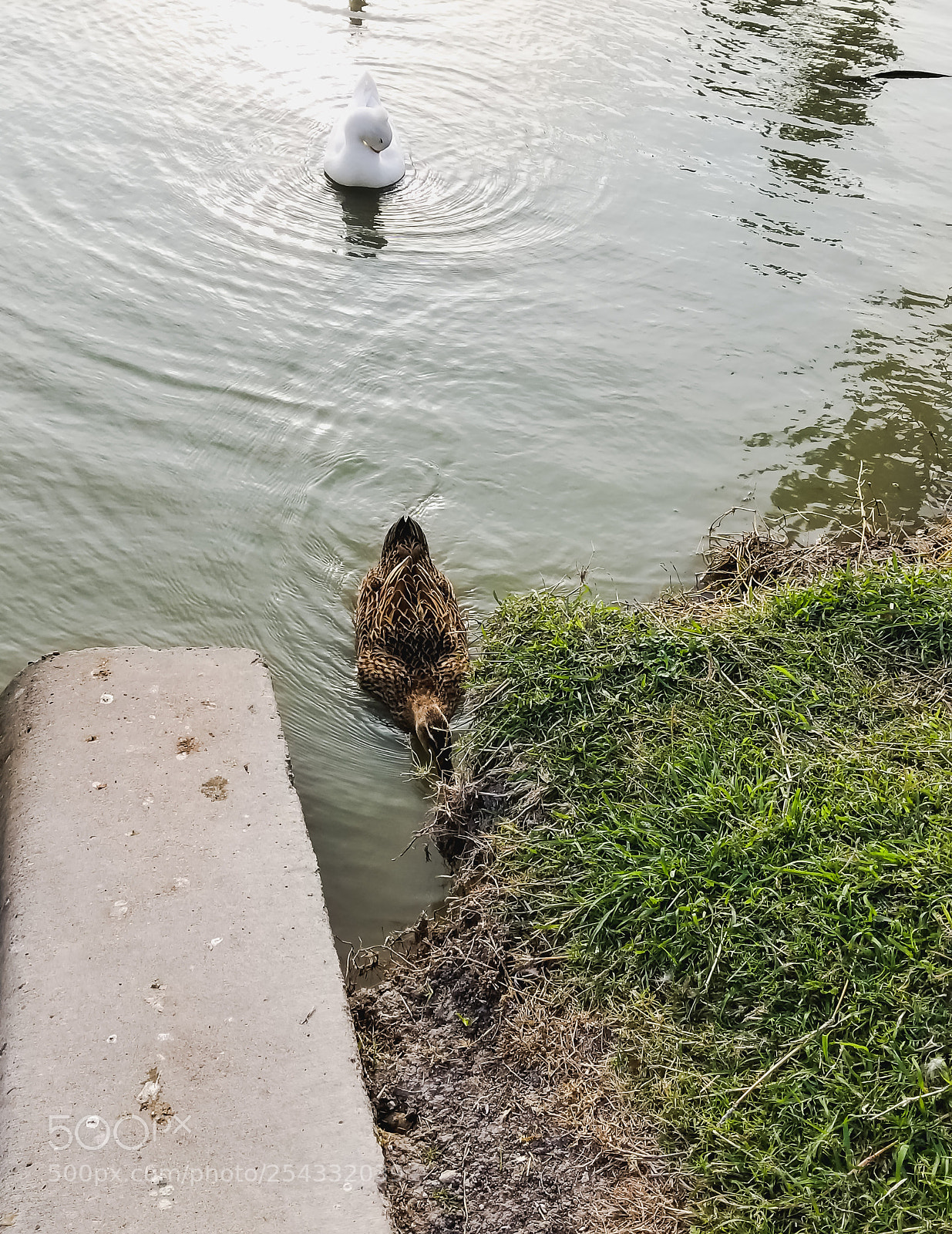 Samsung Galaxy S8 sample photo. Swim time photography