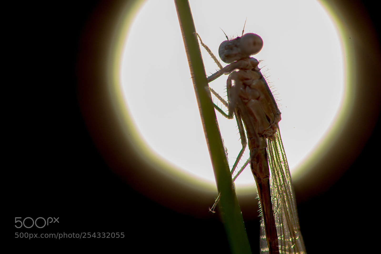 Nikon D500 sample photo. Dragonfly photography
