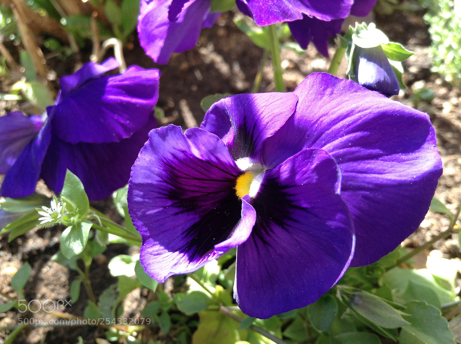 Apple iPod touch sample photo. Purple flower  photography