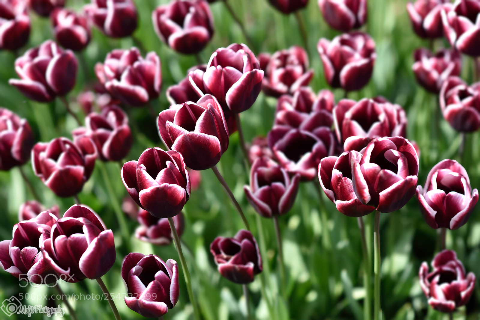 Nikon D810 sample photo. Tones of nature photography