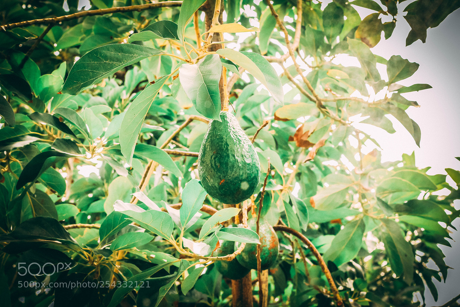 Canon EOS 600D (Rebel EOS T3i / EOS Kiss X5) sample photo. An avocado photography
