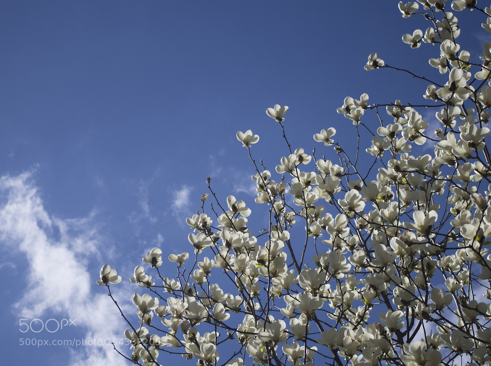Pentax K-30 sample photo. White magnolia photography