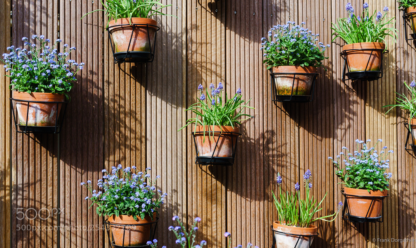 Sony a6000 sample photo. Flower wall photography