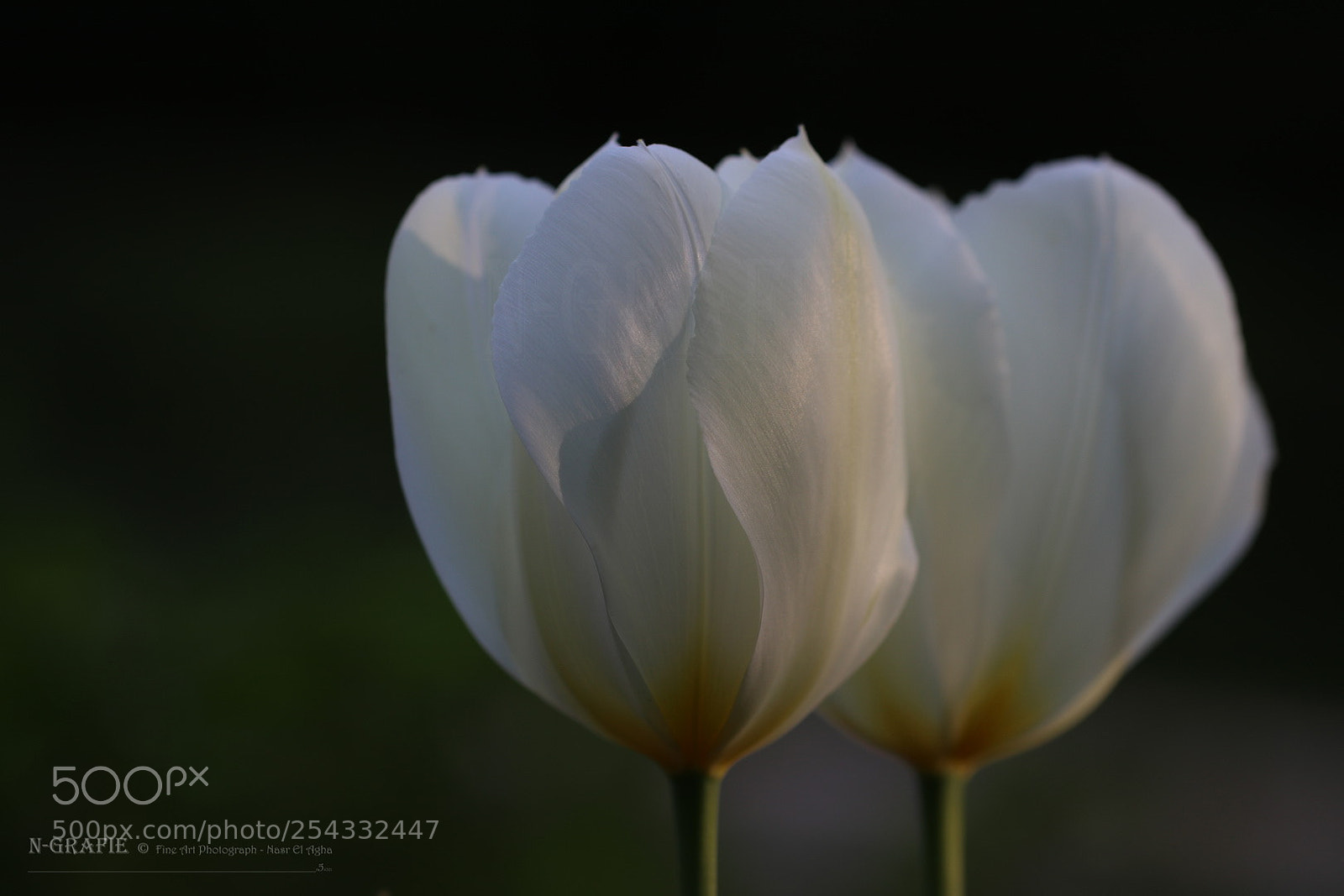 Canon EOS 80D sample photo. Tulips photography
