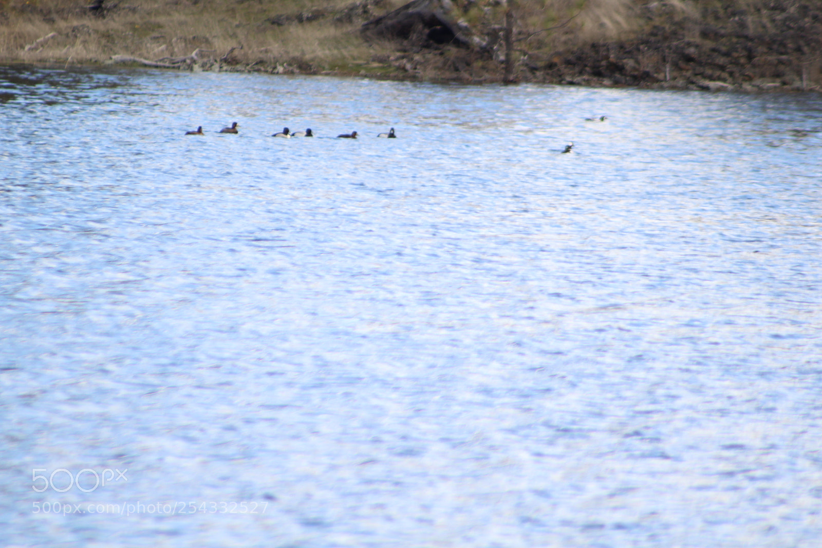 Canon EF 75-300mm f/4-5.6 sample photo. Mo field trips mo photography