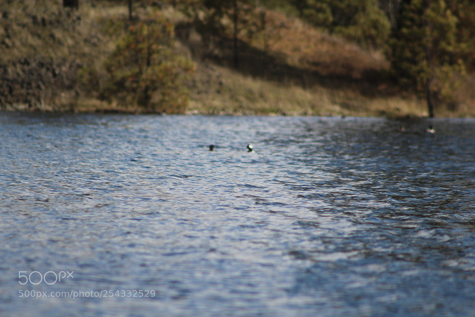 Canon EF 75-300mm f/4-5.6 sample photo. Mo field trips mo photography