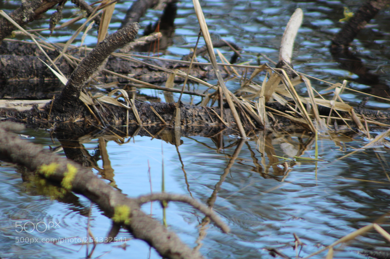 Canon EF 75-300mm f/4-5.6 sample photo. Mo field trips mo photography