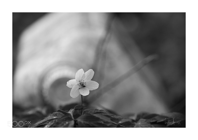 Canon EOS 5D Mark II sample photo. Anémone sylvie photography