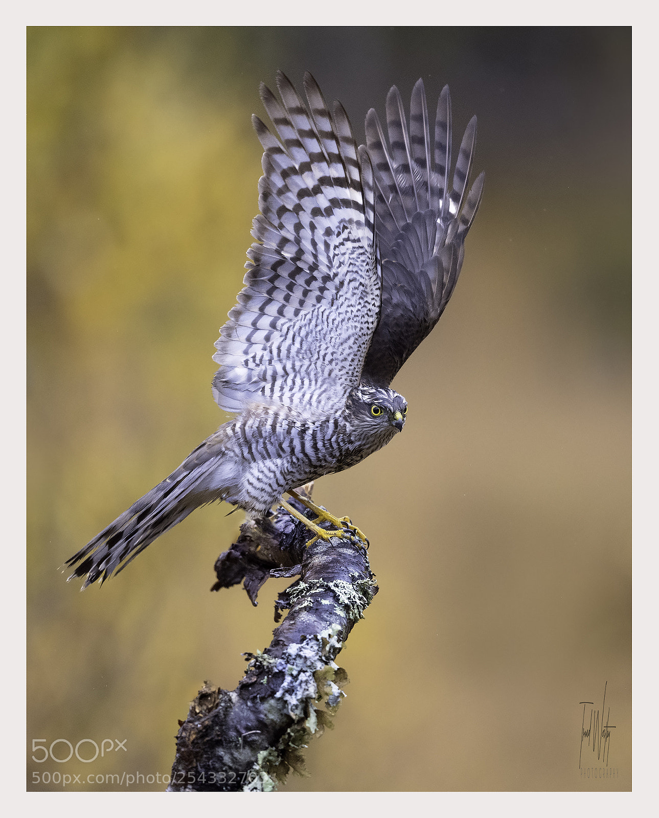 Nikon D5 sample photo. Sparrowhawk photography