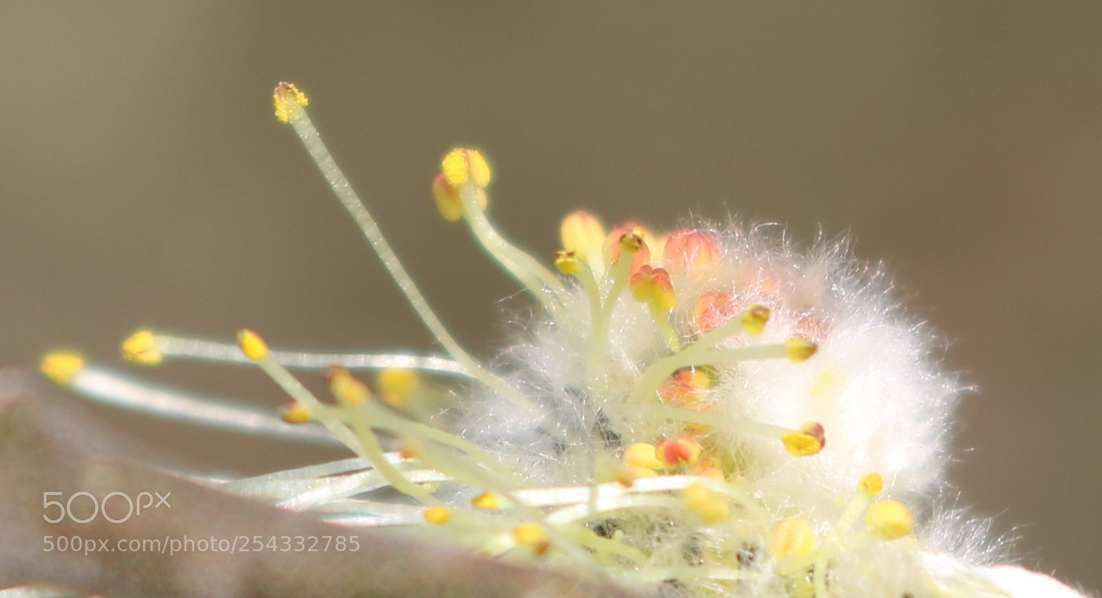 Canon EOS 750D (EOS Rebel T6i / EOS Kiss X8i) sample photo. "flauschiges kÄtzchen" photography
