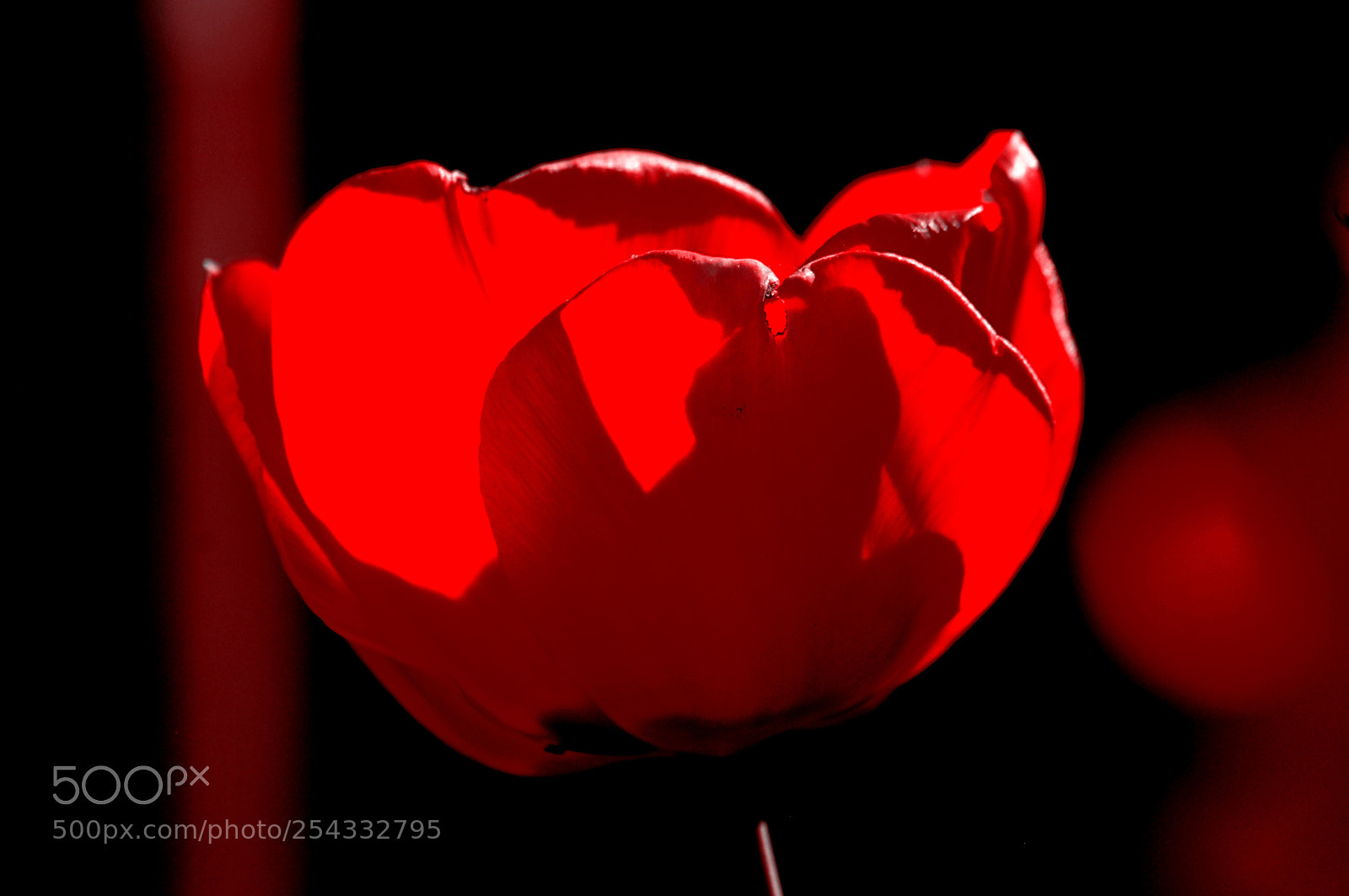 Nikon D5000 sample photo. Sunset tulip photography
