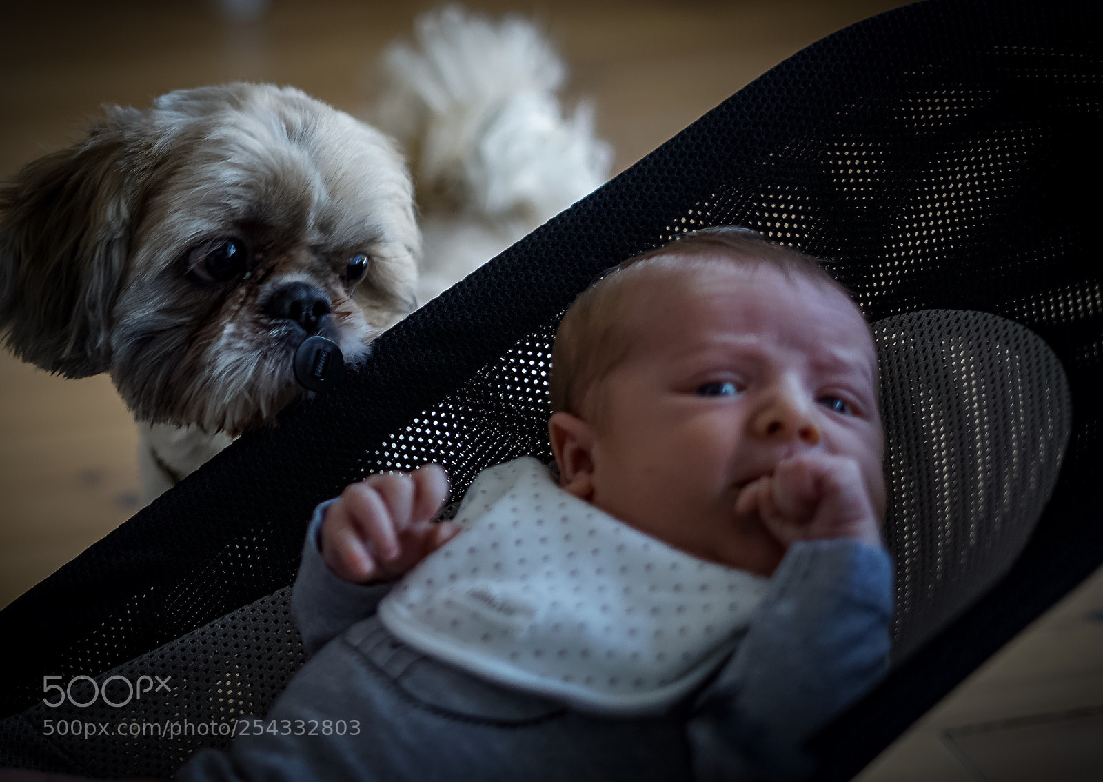 Sony a7 II sample photo. "jealous" photography