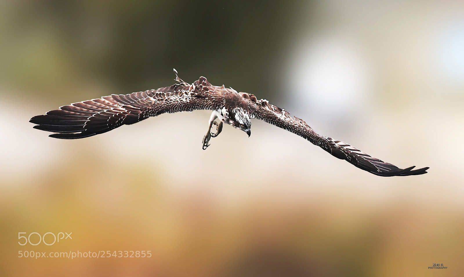 Nikon D500 sample photo. Ospray photography