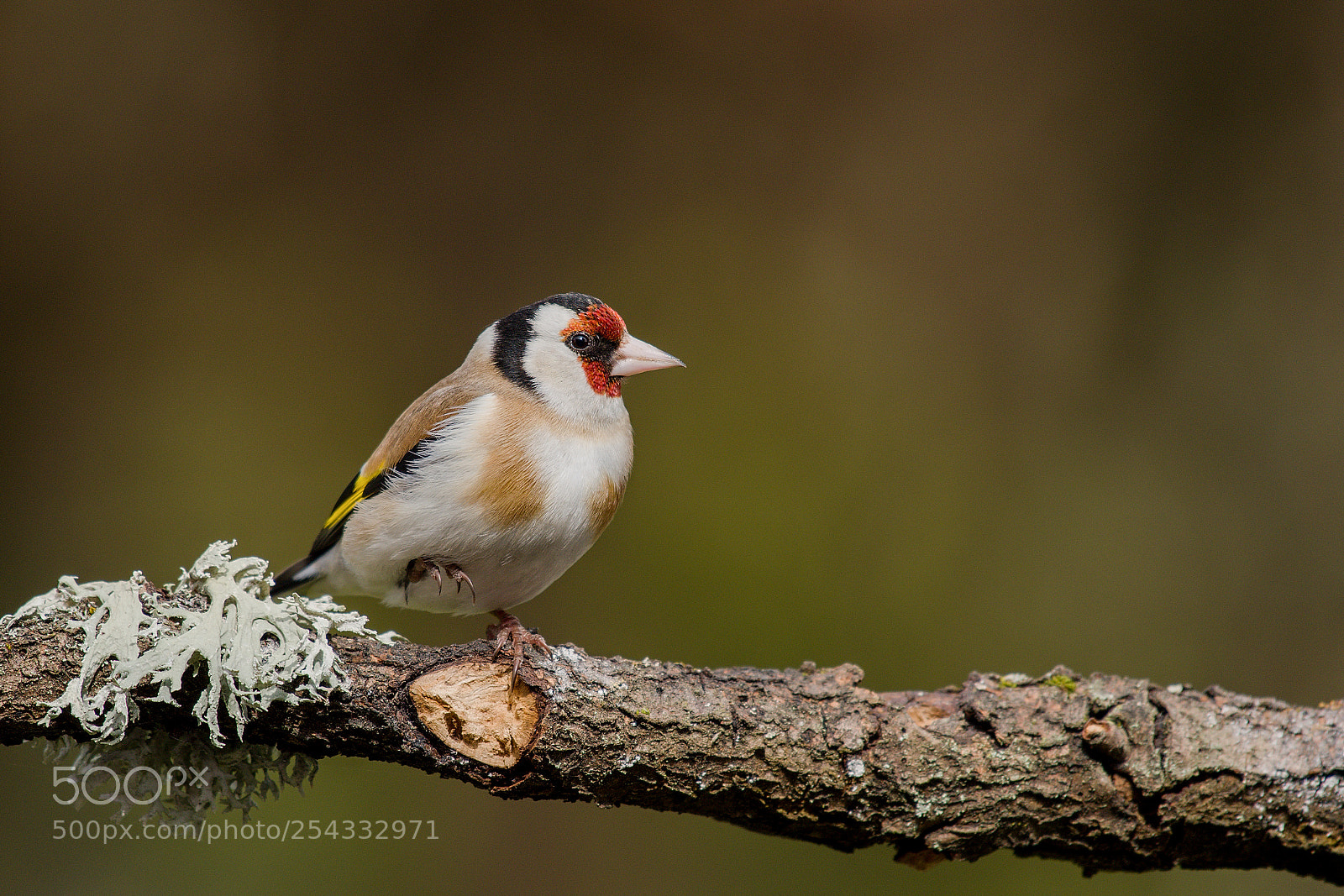 Nikon D500 sample photo. Goldfinch " acrobatic " photography