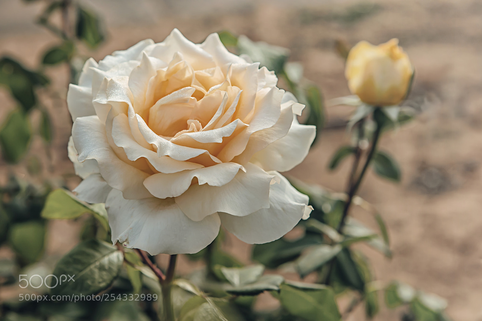Canon EOS 5DS sample photo. Rose blooms in the photography