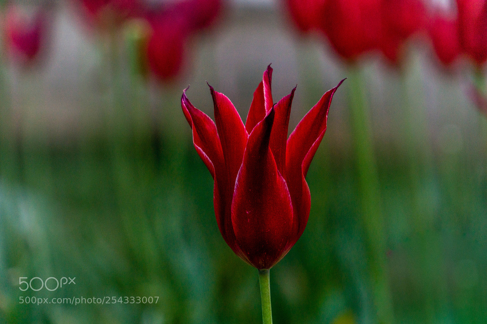 Sony a6000 sample photo. Kızıl photography