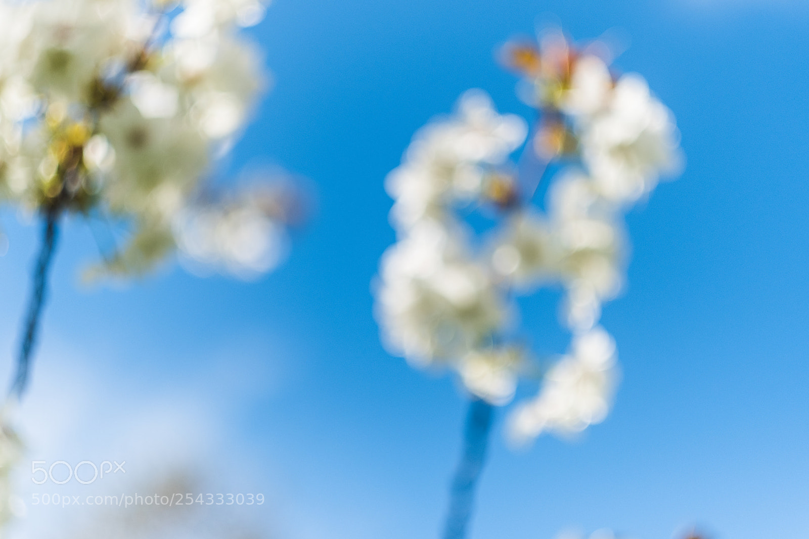 Fujifilm X-Pro2 sample photo. Blossom ii photography